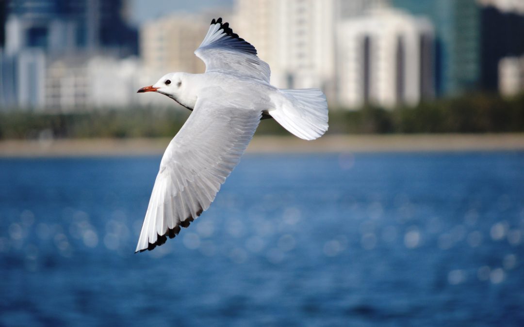 9 de julio: construir esta patria