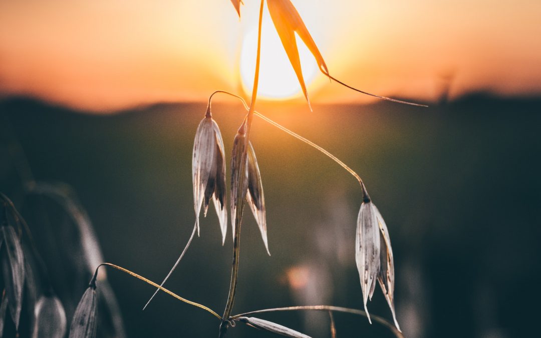 Sustentabilidad vs. Desarrollo regenerativo