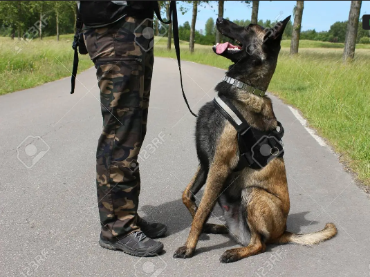 Los perros y el Poder Judicial: cómo es la noble tarea que llevan adelante estos canes