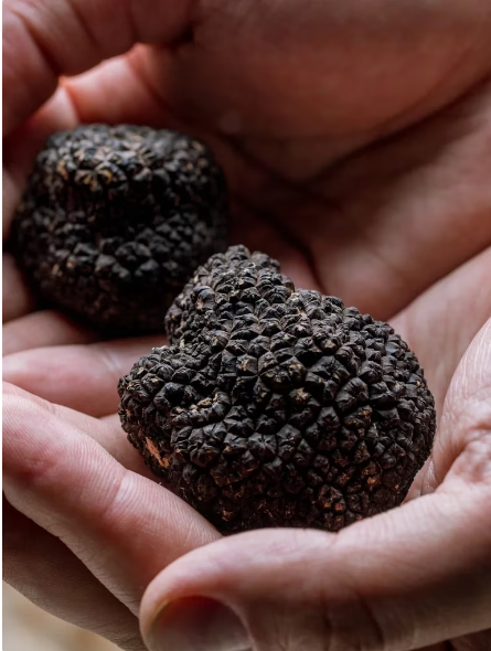 El pueblo con el campo de trufas más grande de Argentina: cómo buscan los “diamantes negros” con perros entrenados