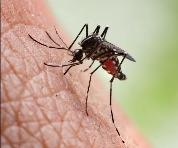 Brote de dengue: fuerte aumento de consultas y demoras en las guardias de hospitales