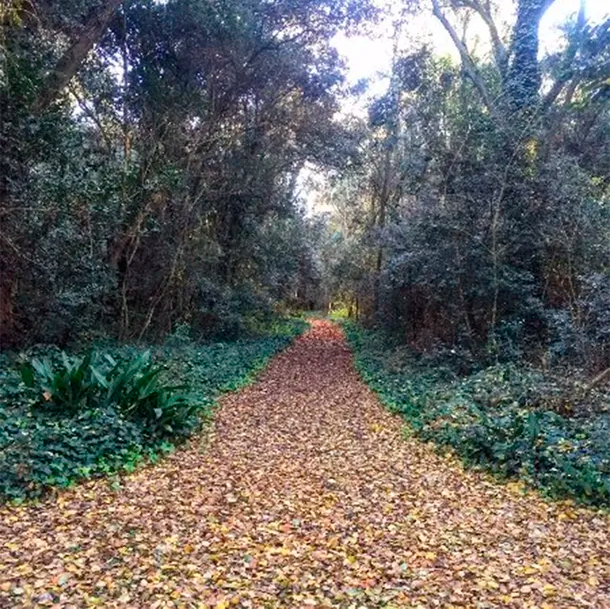 Escapadas: cómo es el «bosque encantado» a menos de 2 horas de CABA