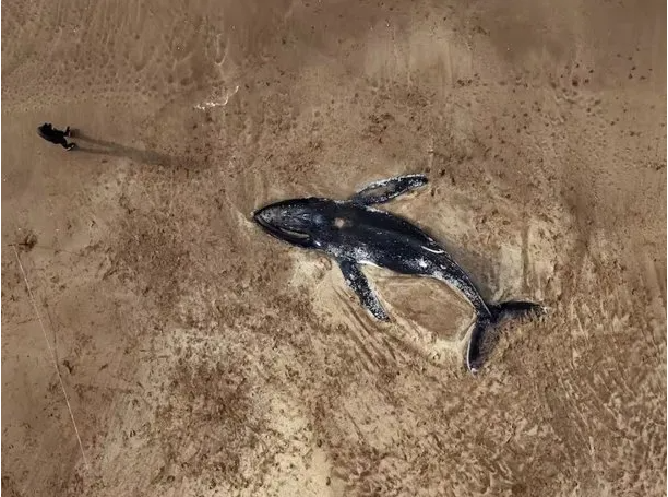 Costa Atlántica: aparecieron dos ballenas muertas en la orilla del mar y se investigan las causas