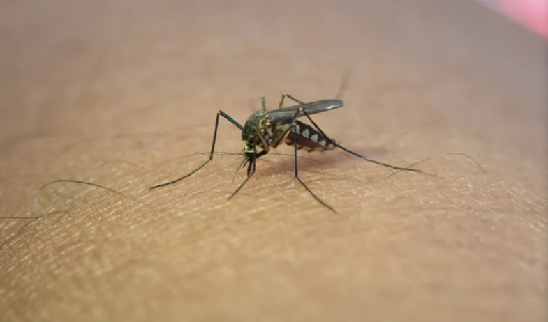 Dengue en Argentina: los casos se triplicaron en un año en comparación al 2023