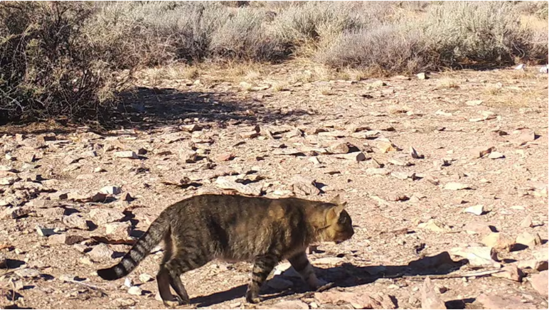Viaje a la misteriosa “isla de los gatos” de la Patagonia: investigan cómo llegaron al lugar los felinos