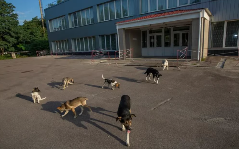 Los perros de Chernóbil “ya no son perros”, según un estudio: tienen más de 390 genes distintos y son casi inmunes al cáncer