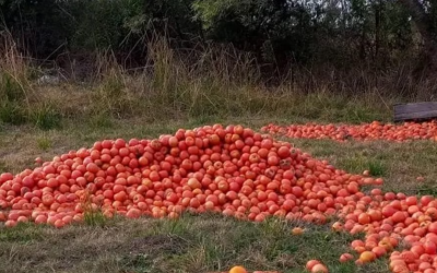 Los productores de tomates en Corrientes planean tirar su cosecha o regalarla en las rutas por la caída de los precios